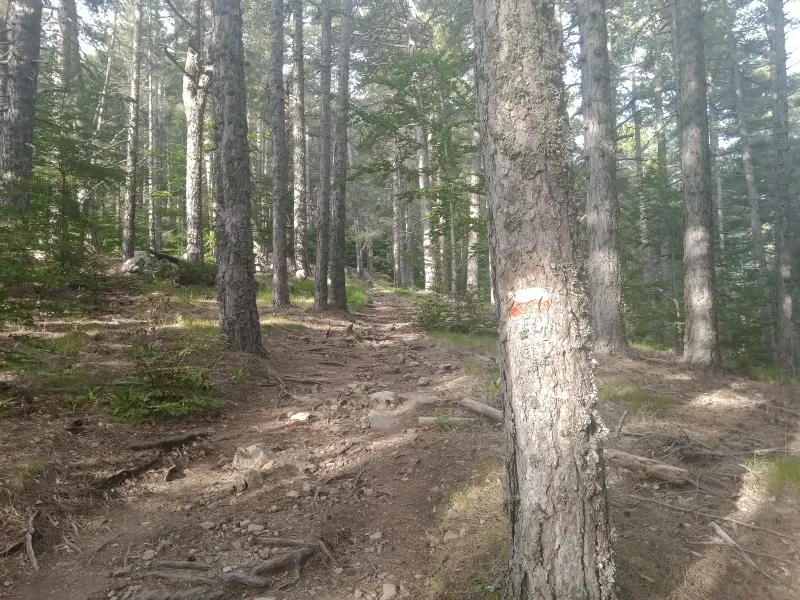 Le balisage blanc et rouge du GR20 sur un pin de la forêt de Vizzavona.