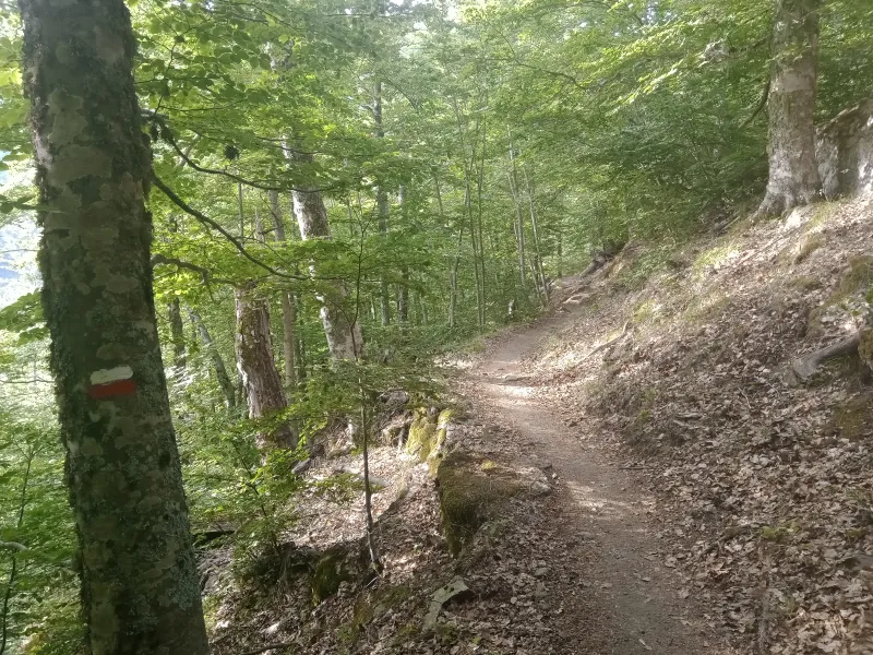 Un sentier sous les feuillages de la forêt de Vizzavona.