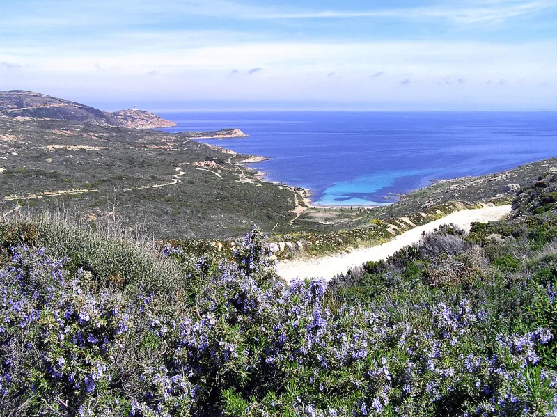 La plage de l’Alga et la côte de la Revellata, avec le maquis en fleurs au premier plan.
