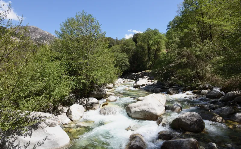 La Gravona traverse un lit de rochers et une forêt à Bocognano.