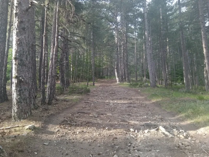 Un chemin entre les pins dans la forêt de Vizzavona.